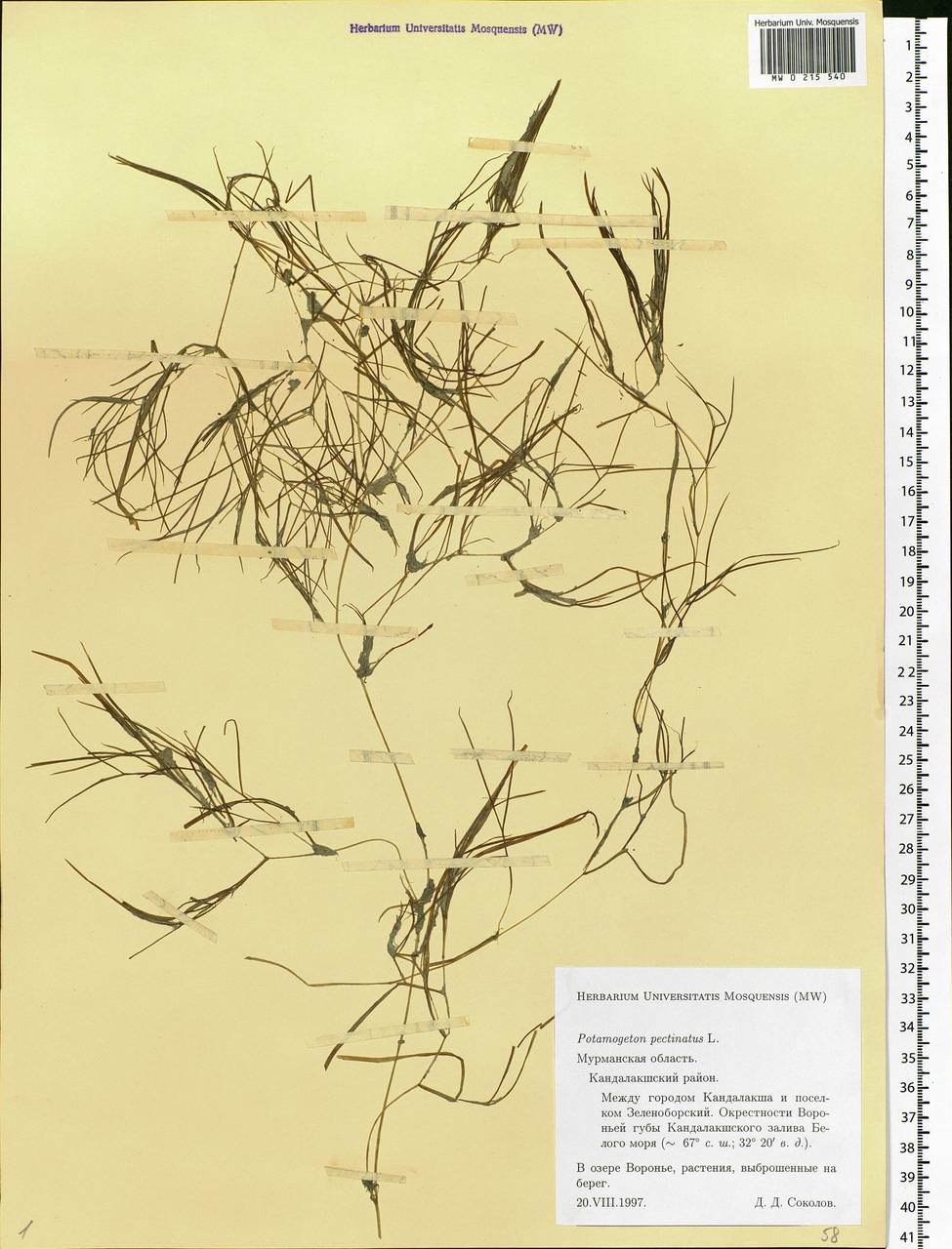 Stuckenia pectinata (L.) Börner, Eastern Europe, Northern region (E1) (Russia)