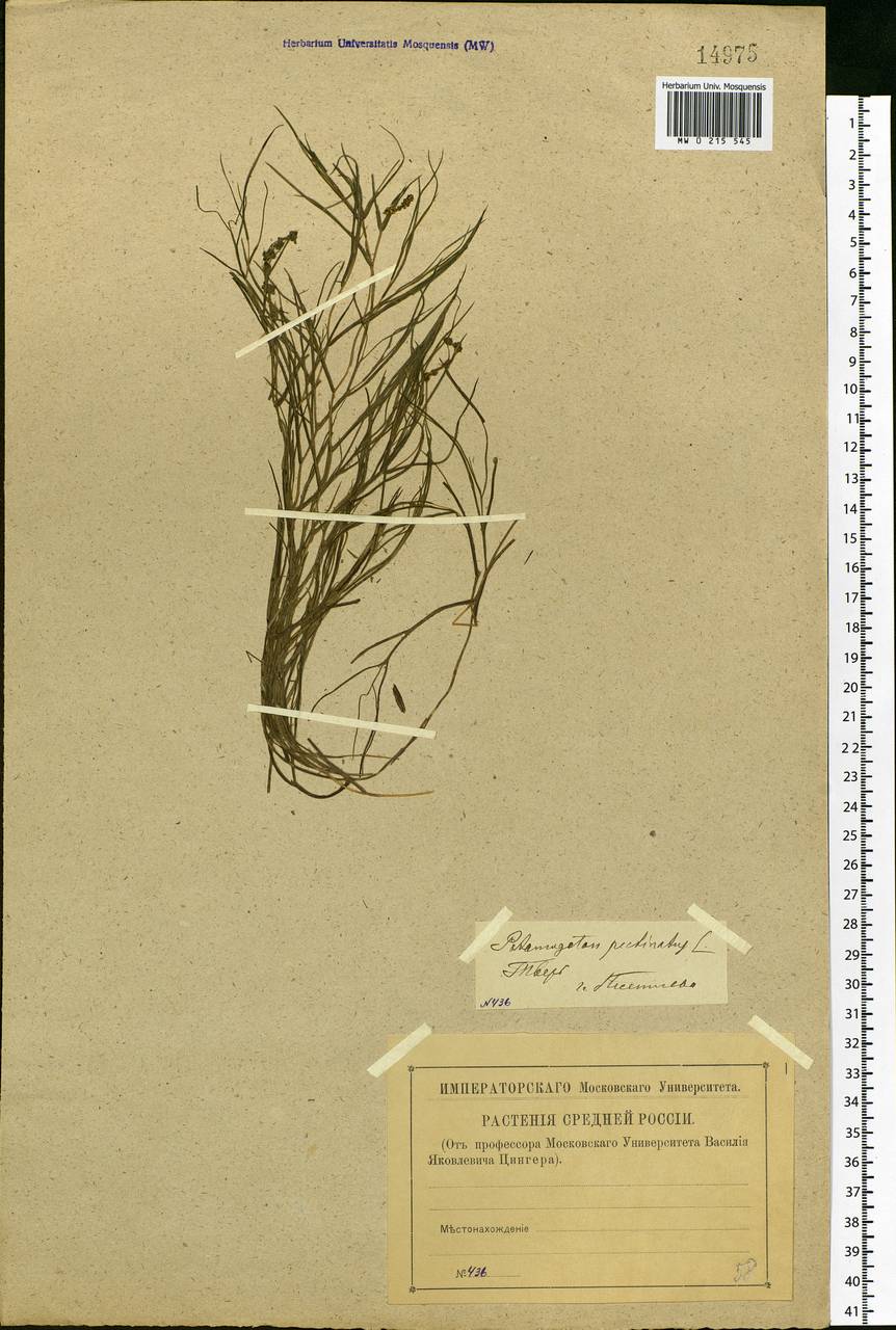 Stuckenia pectinata (L.) Börner, Eastern Europe, North-Western region (E2) (Russia)