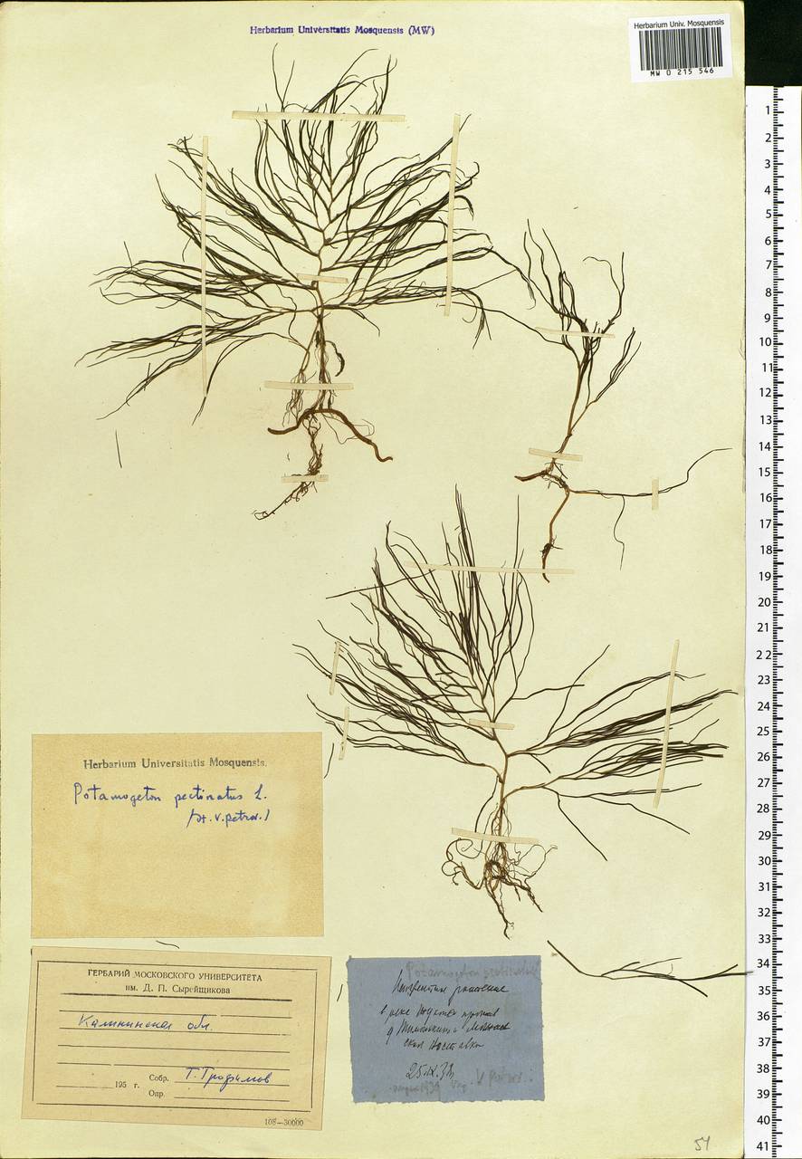 Stuckenia pectinata (L.) Börner, Eastern Europe, North-Western region (E2) (Russia)