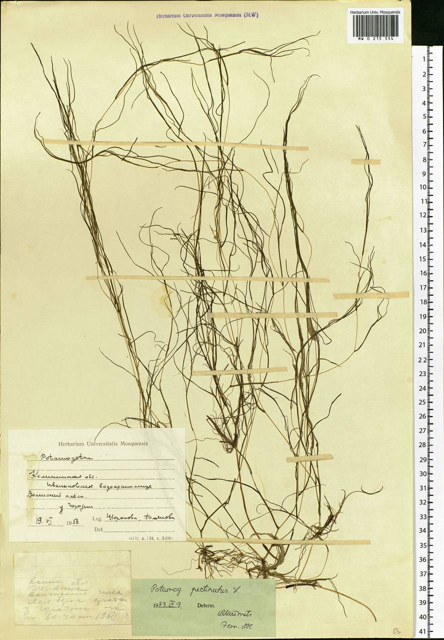 Stuckenia pectinata (L.) Börner, Eastern Europe, North-Western region (E2) (Russia)