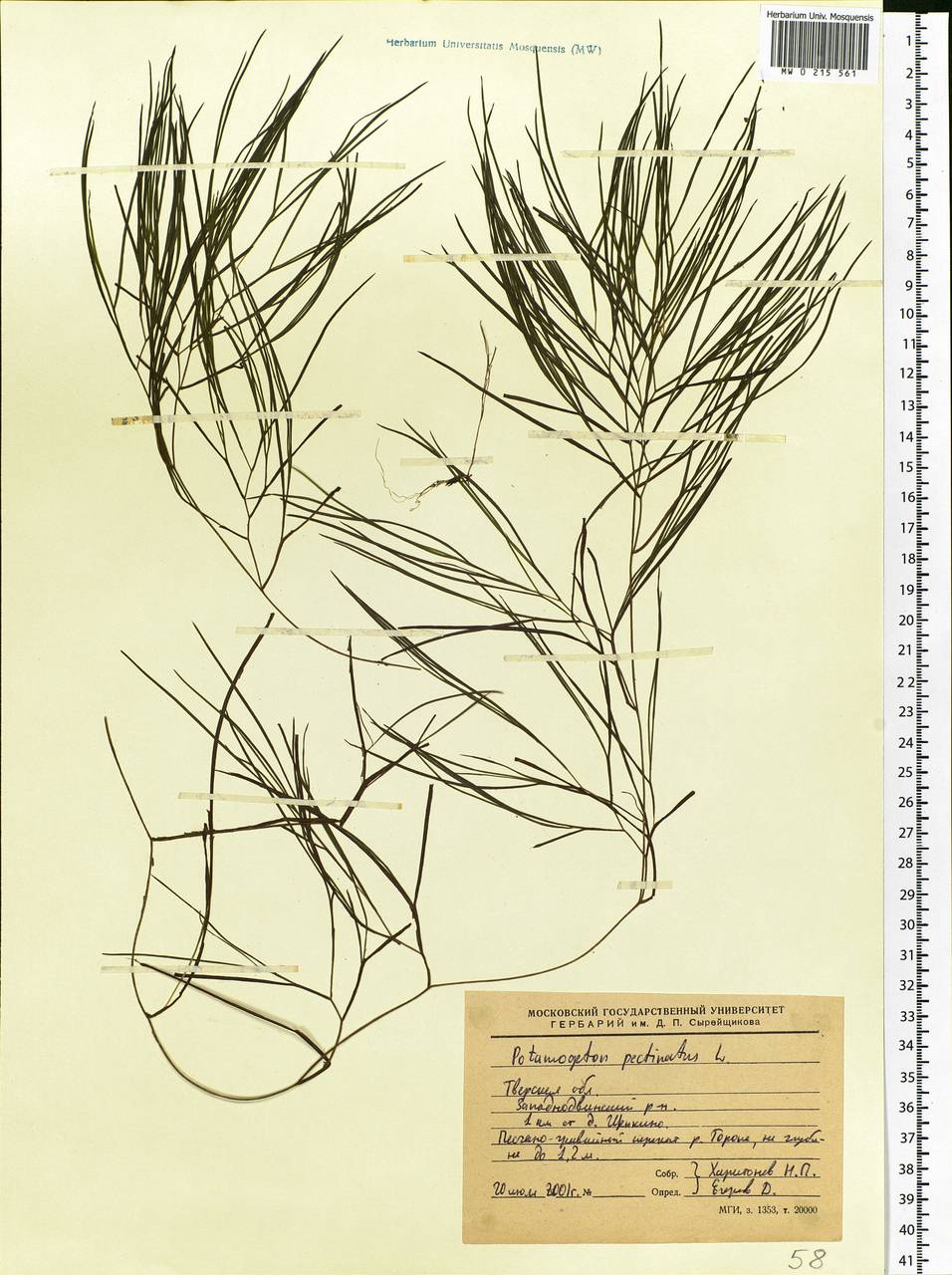 Stuckenia pectinata (L.) Börner, Eastern Europe, North-Western region (E2) (Russia)