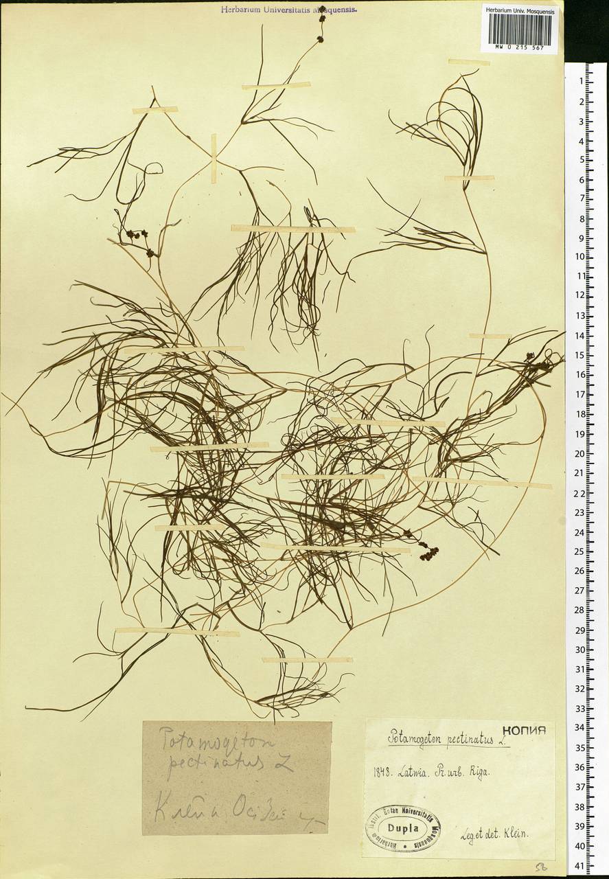 Stuckenia pectinata (L.) Börner, Eastern Europe, Latvia (E2b) (Latvia)