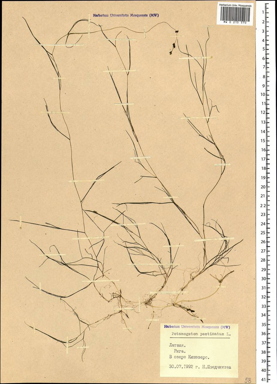 Stuckenia pectinata (L.) Börner, Eastern Europe, Latvia (E2b) (Latvia)