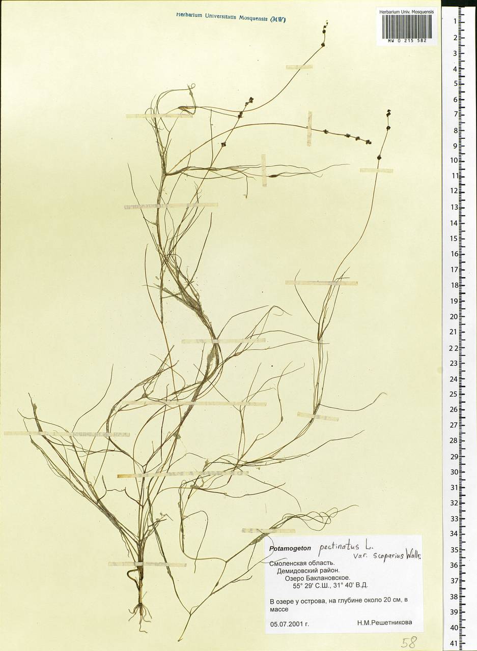 Stuckenia pectinata (L.) Börner, Eastern Europe, Western region (E3) (Russia)