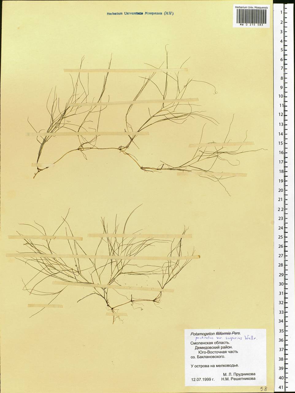 Stuckenia pectinata (L.) Börner, Eastern Europe, Western region (E3) (Russia)
