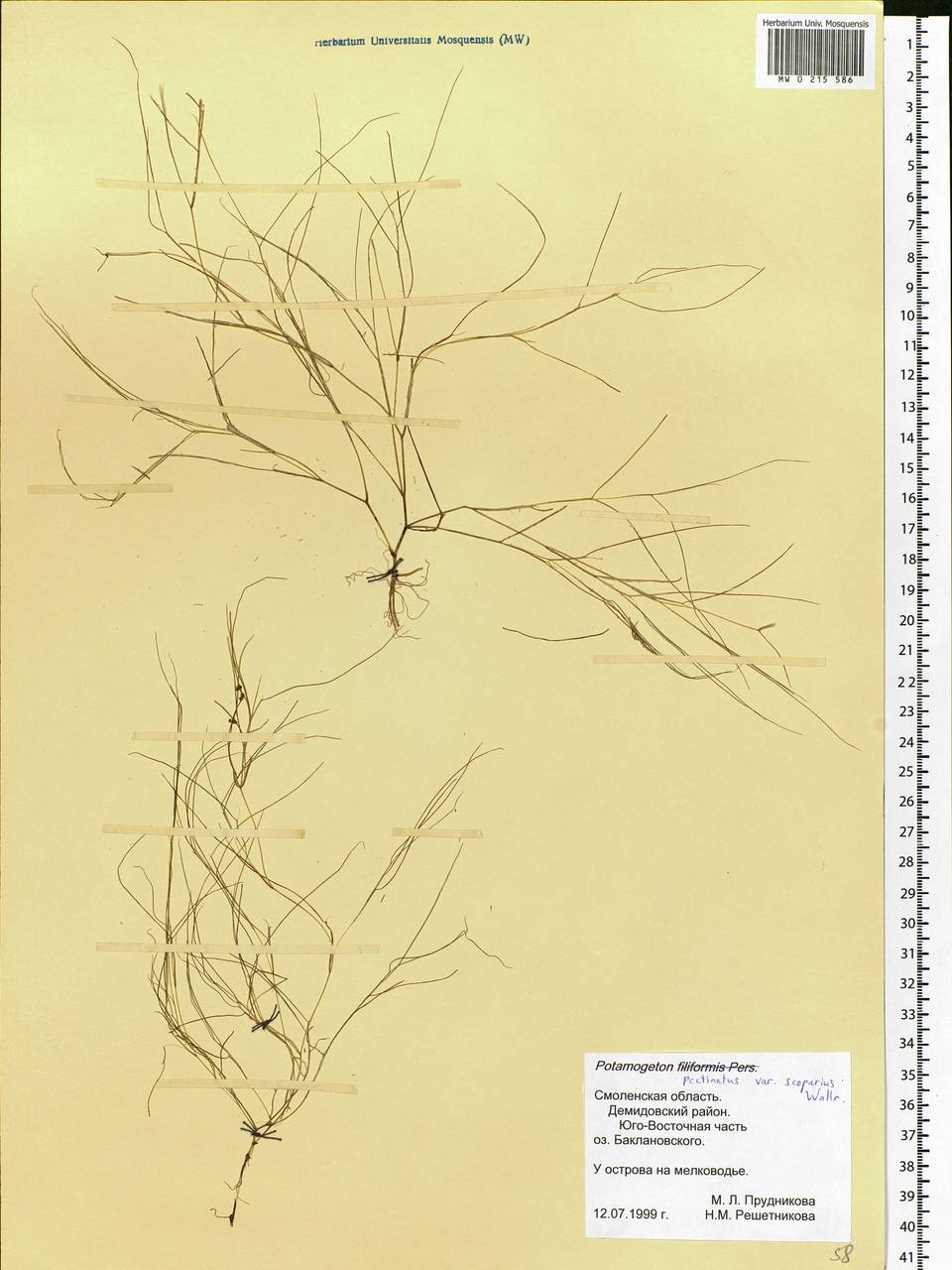 Stuckenia pectinata (L.) Börner, Eastern Europe, Western region (E3) (Russia)