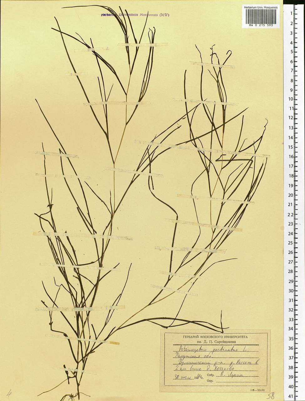 Stuckenia pectinata (L.) Börner, Eastern Europe, Central region (E4) (Russia)