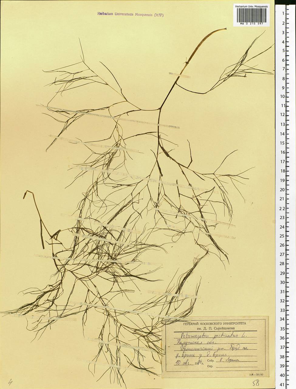 Stuckenia pectinata (L.) Börner, Eastern Europe, Central region (E4) (Russia)