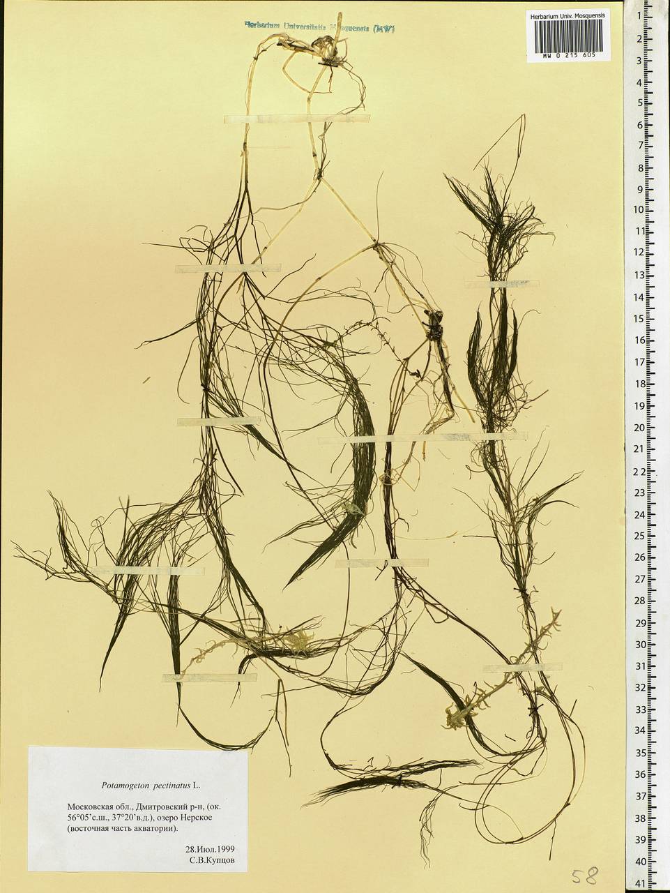 Stuckenia pectinata (L.) Börner, Eastern Europe, Moscow region (E4a) (Russia)