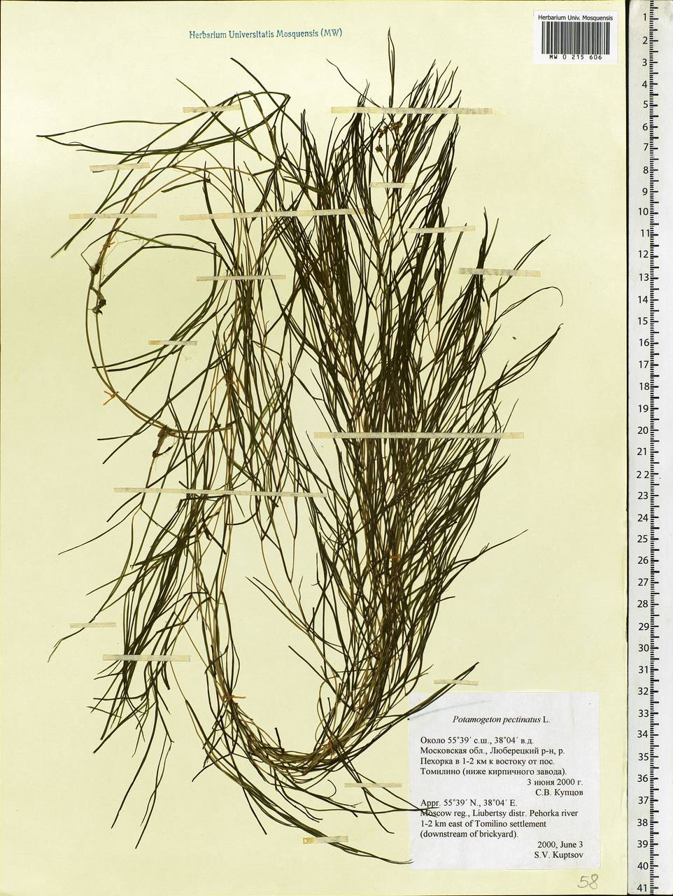 Stuckenia pectinata (L.) Börner, Eastern Europe, Moscow region (E4a) (Russia)