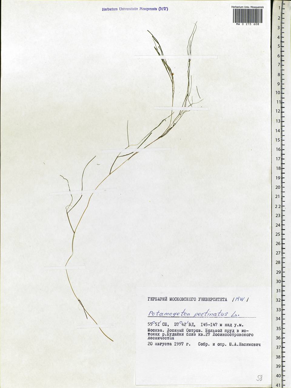 Stuckenia pectinata (L.) Börner, Eastern Europe, Moscow region (E4a) (Russia)