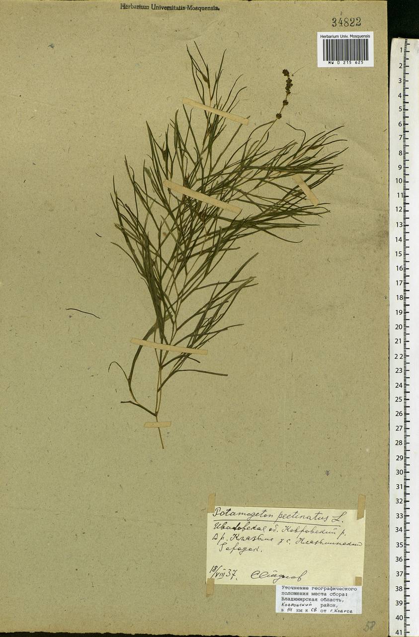 Stuckenia pectinata (L.) Börner, Eastern Europe, Central region (E4) (Russia)