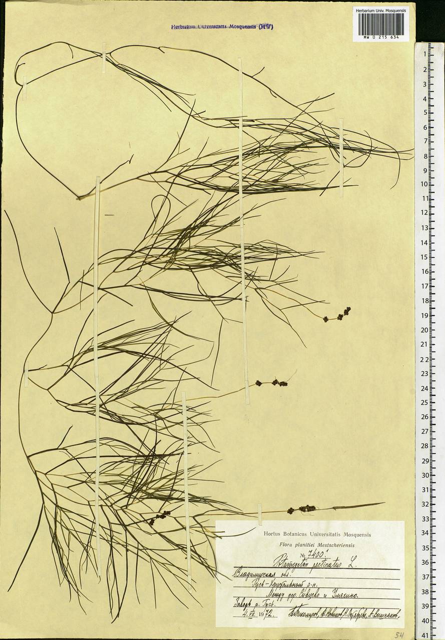 Stuckenia pectinata (L.) Börner, Eastern Europe, Central region (E4) (Russia)