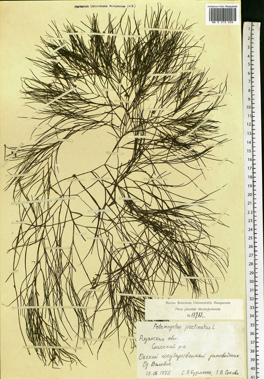 Stuckenia pectinata (L.) Börner, Eastern Europe, Central region (E4) (Russia)