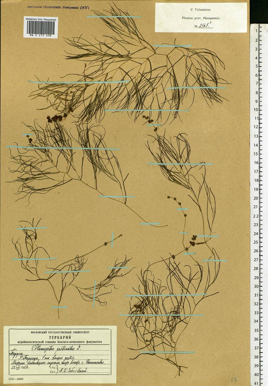 Stuckenia pectinata (L.) Börner, Eastern Europe, Central region (E4) (Russia)