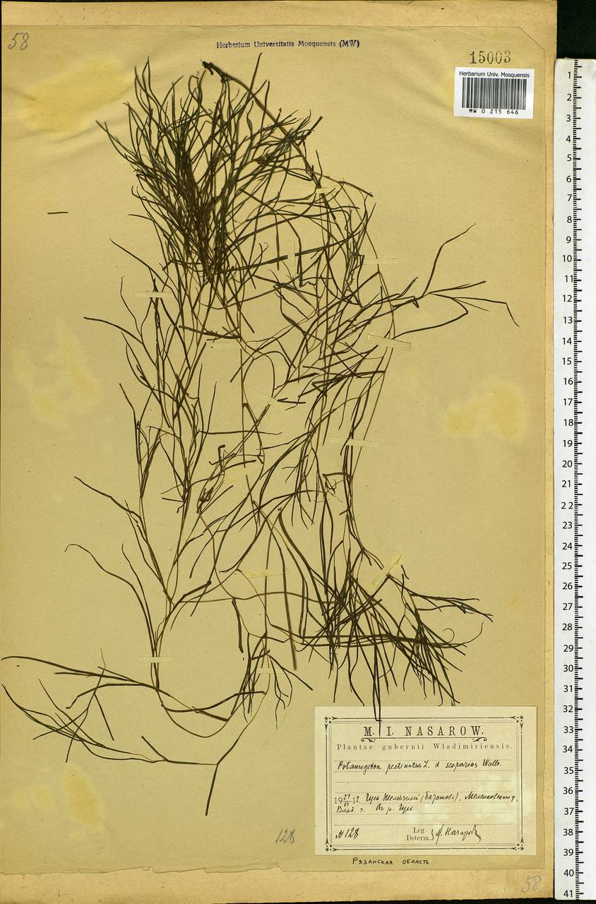 Stuckenia pectinata (L.) Börner, Eastern Europe, Central region (E4) (Russia)