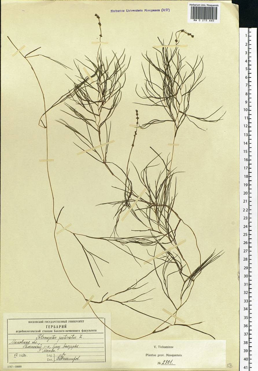Stuckenia pectinata (L.) Börner, Eastern Europe, Moscow region (E4a) (Russia)