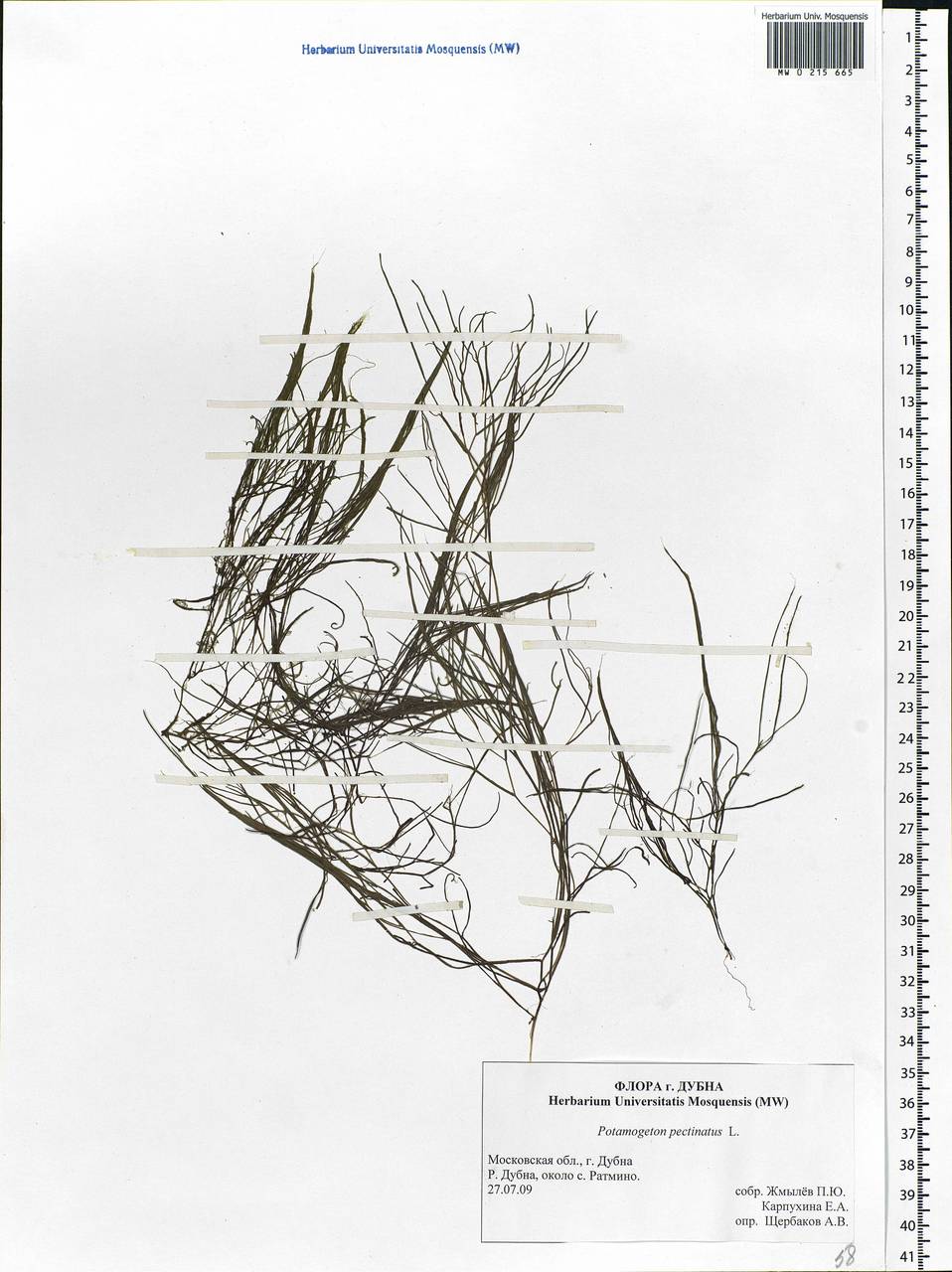 Stuckenia pectinata (L.) Börner, Eastern Europe, Moscow region (E4a) (Russia)