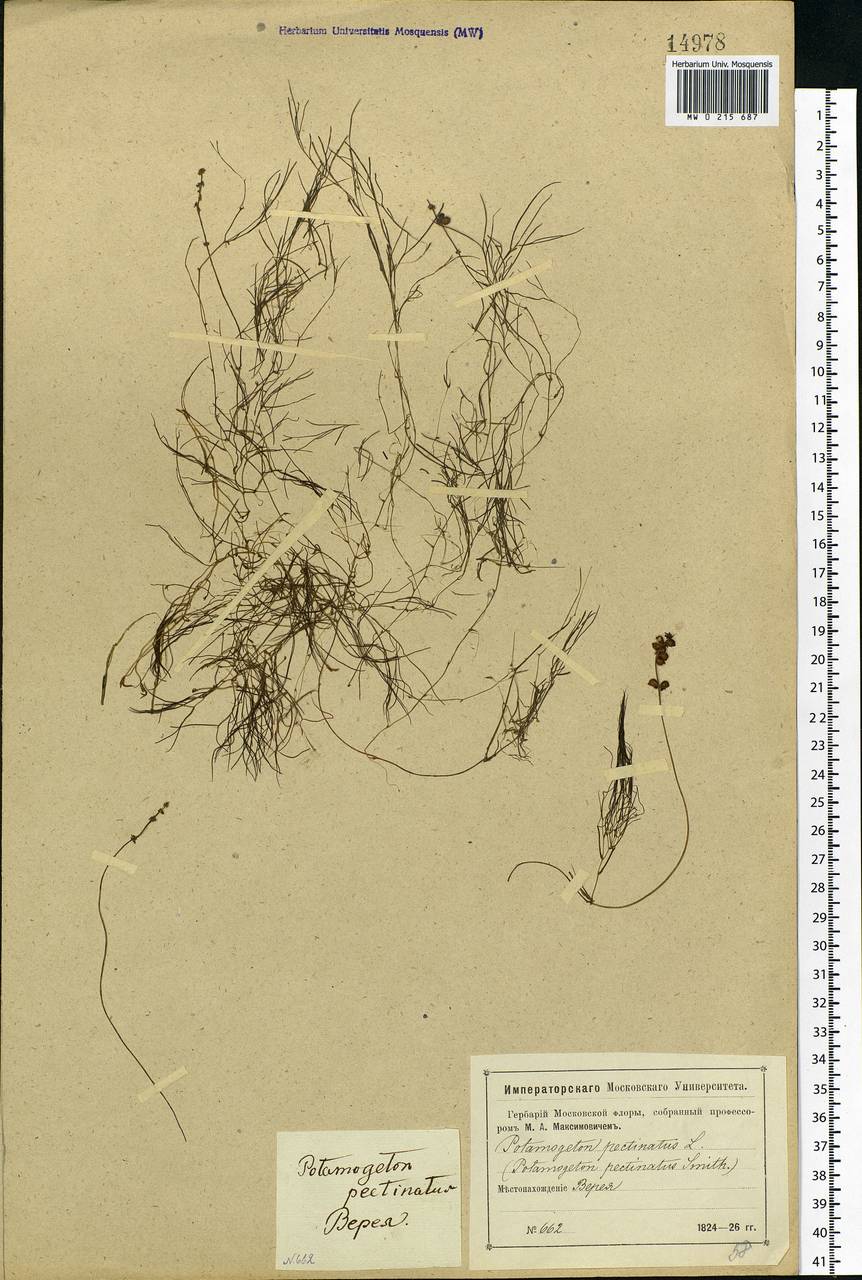 Stuckenia pectinata (L.) Börner, Eastern Europe, Moscow region (E4a) (Russia)