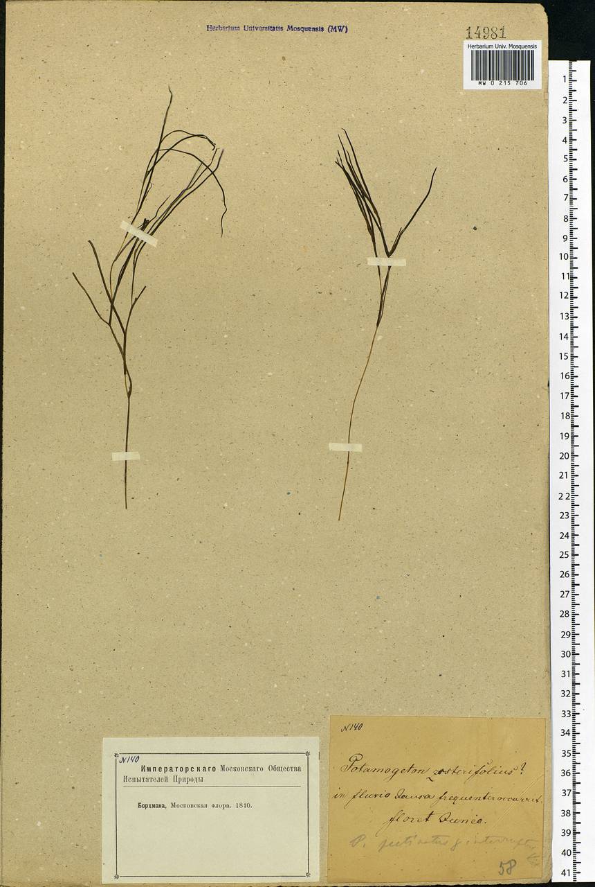 Stuckenia pectinata (L.) Börner, Eastern Europe, Moscow region (E4a) (Russia)