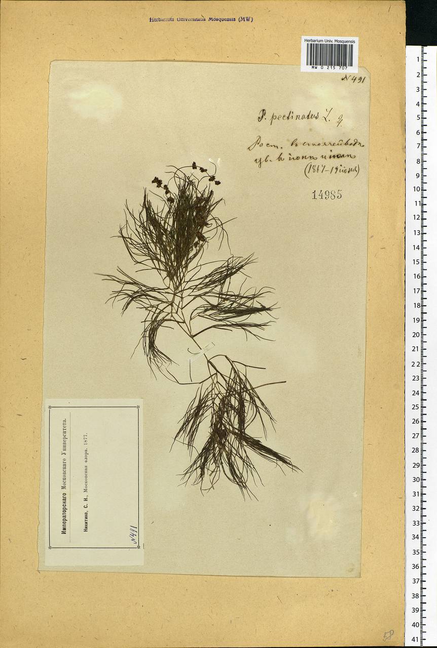 Stuckenia pectinata (L.) Börner, Eastern Europe, Moscow region (E4a) (Russia)