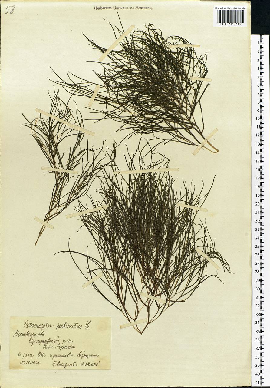 Stuckenia pectinata (L.) Börner, Eastern Europe, Moscow region (E4a) (Russia)