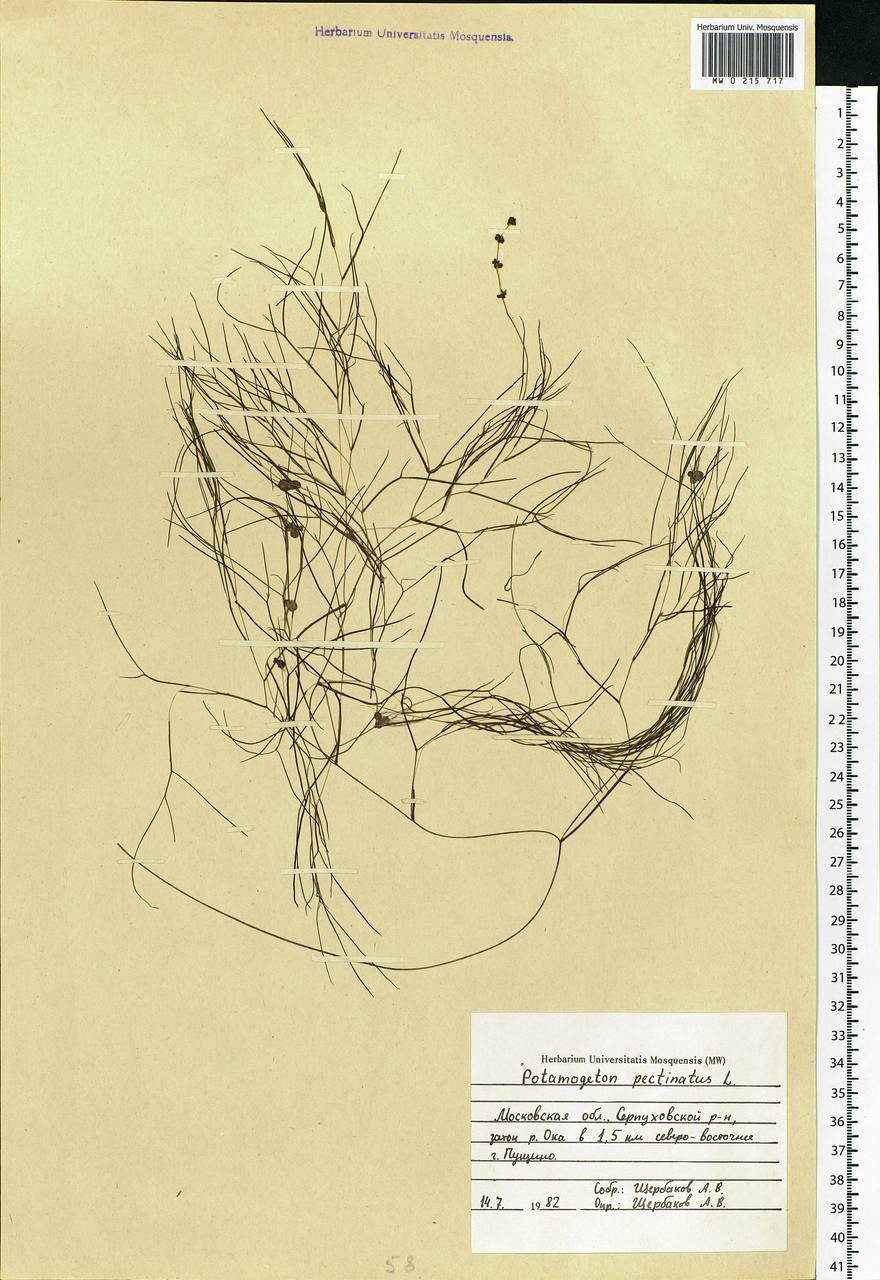 Stuckenia pectinata (L.) Börner, Eastern Europe, Moscow region (E4a) (Russia)