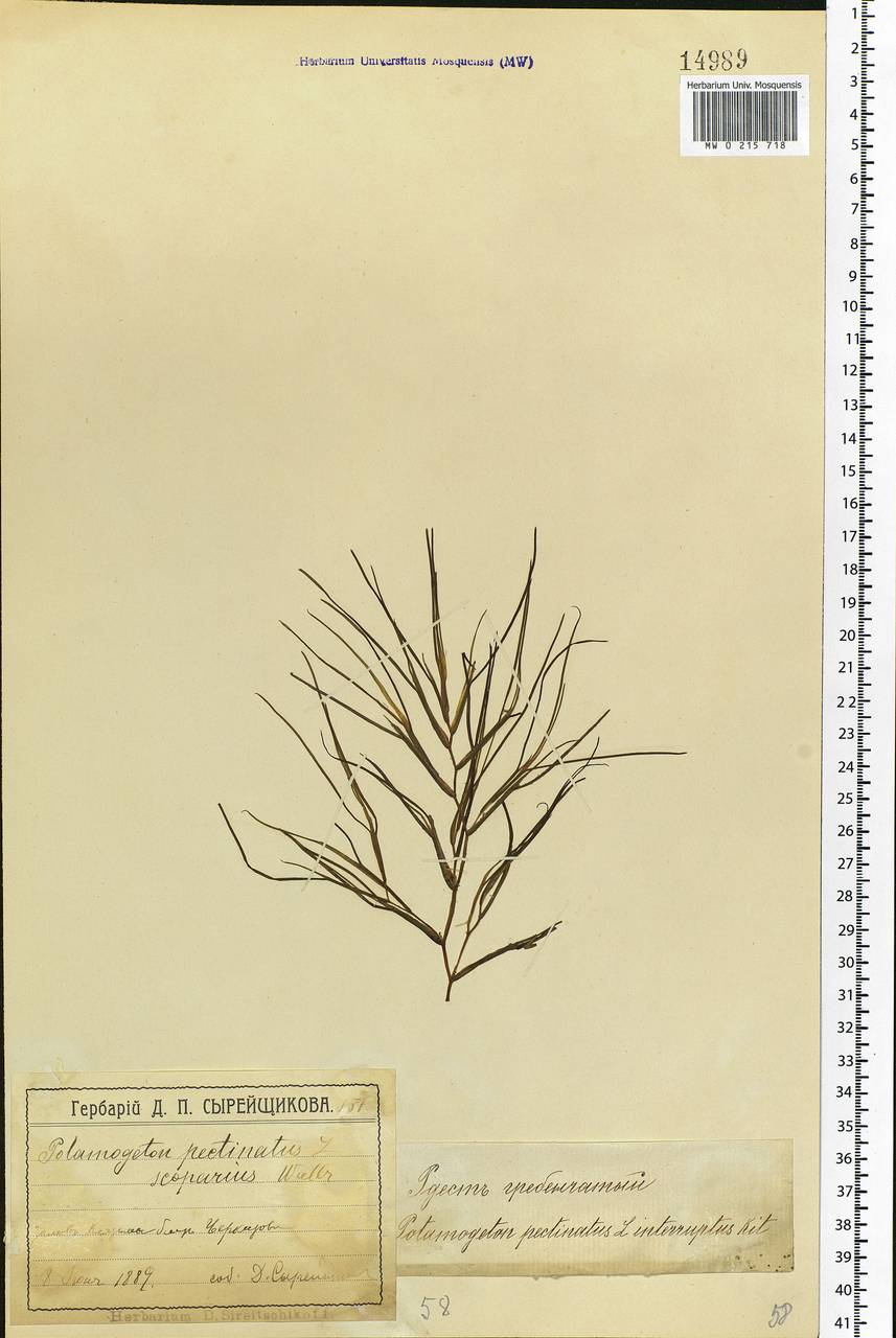 Stuckenia pectinata (L.) Börner, Eastern Europe, Moscow region (E4a) (Russia)