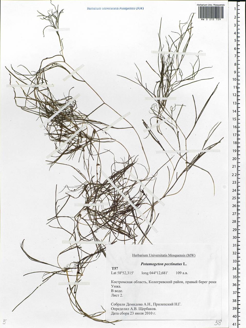 Stuckenia pectinata (L.) Börner, Eastern Europe, Central forest region (E5) (Russia)