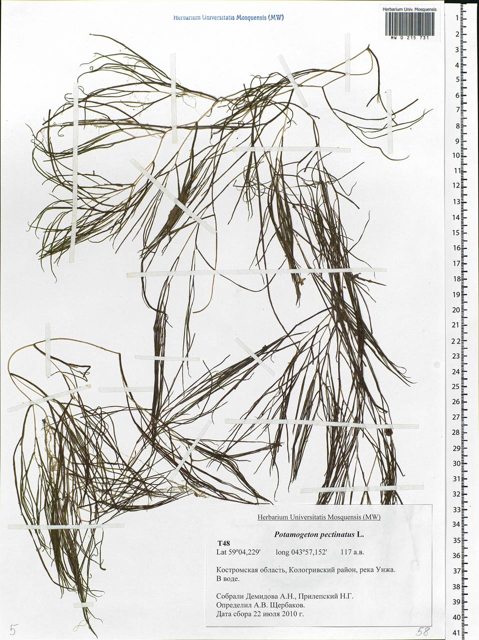 Stuckenia pectinata (L.) Börner, Eastern Europe, Central forest region (E5) (Russia)