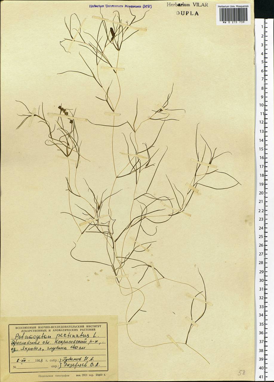 Stuckenia pectinata (L.) Börner, Eastern Europe, Central forest region (E5) (Russia)