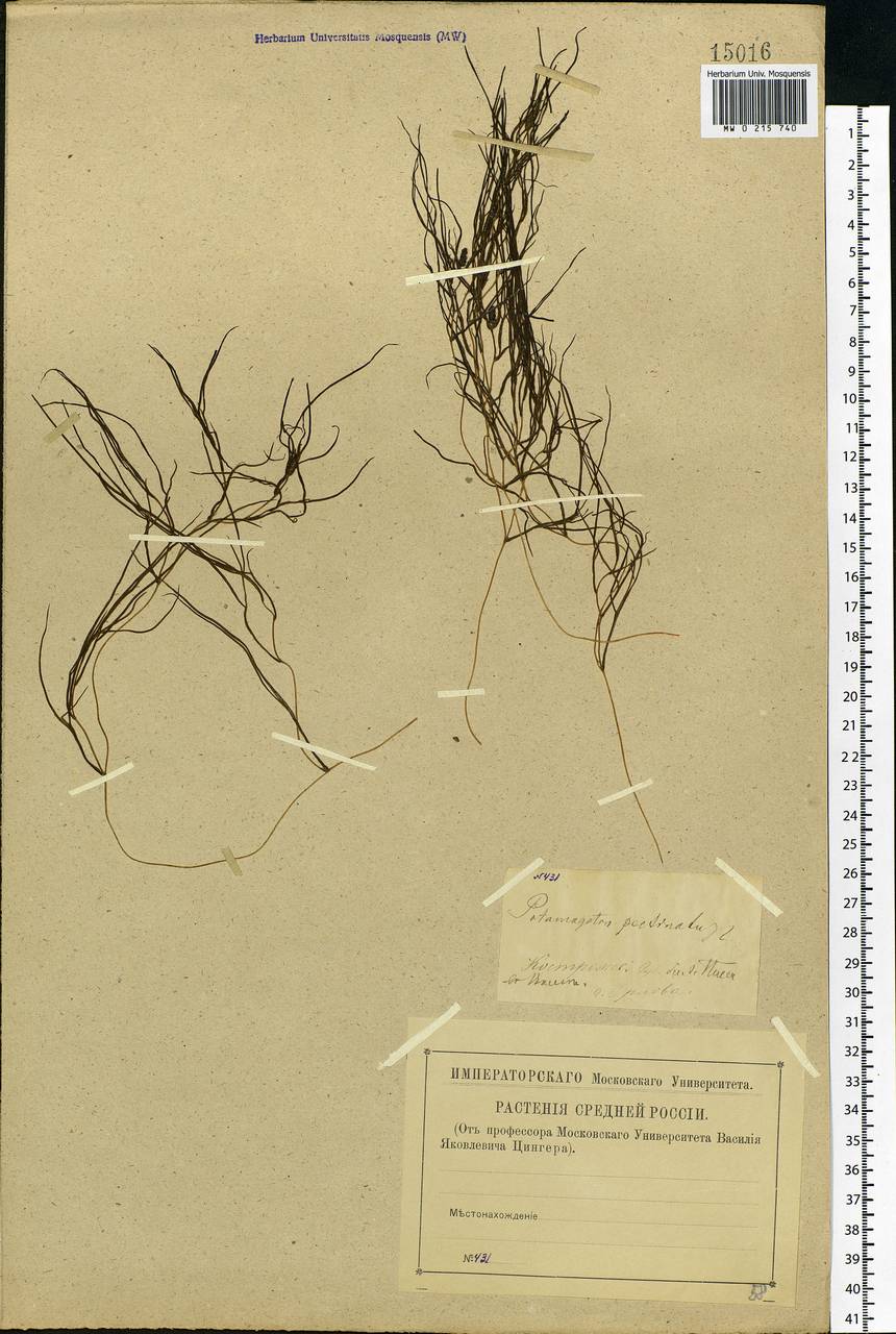 Stuckenia pectinata (L.) Börner, Eastern Europe, Central forest region (E5) (Russia)