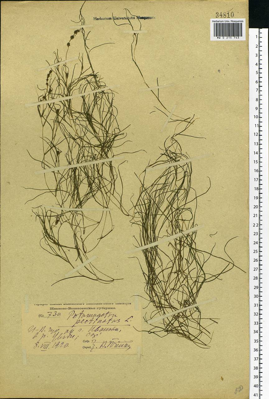 Stuckenia pectinata (L.) Börner, Eastern Europe, Central forest region (E5) (Russia)