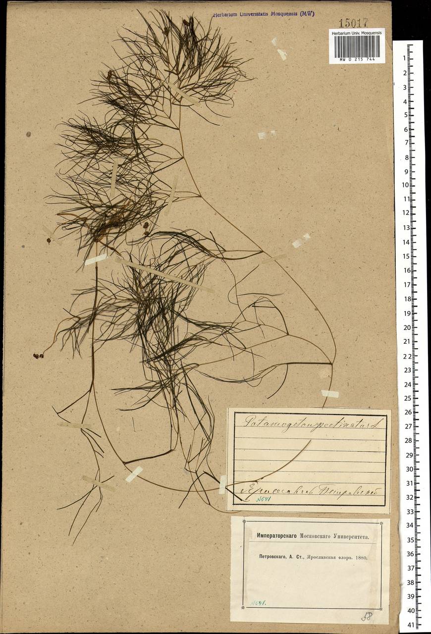 Stuckenia pectinata (L.) Börner, Eastern Europe, Central forest region (E5) (Russia)