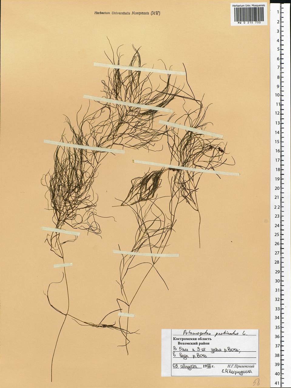 Stuckenia pectinata (L.) Börner, Eastern Europe, Central forest region (E5) (Russia)