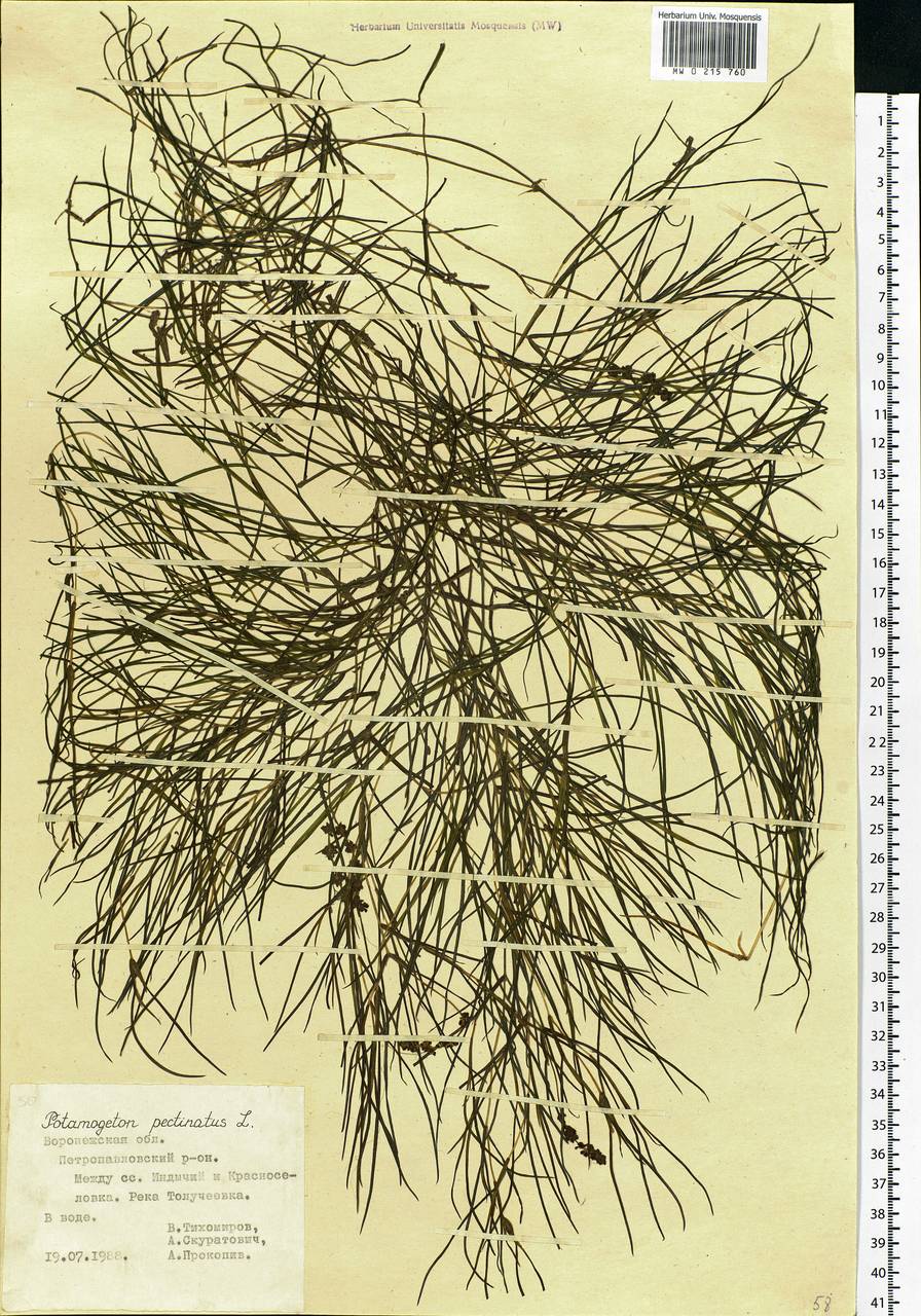 Stuckenia pectinata (L.) Börner, Eastern Europe, Central forest-and-steppe region (E6) (Russia)