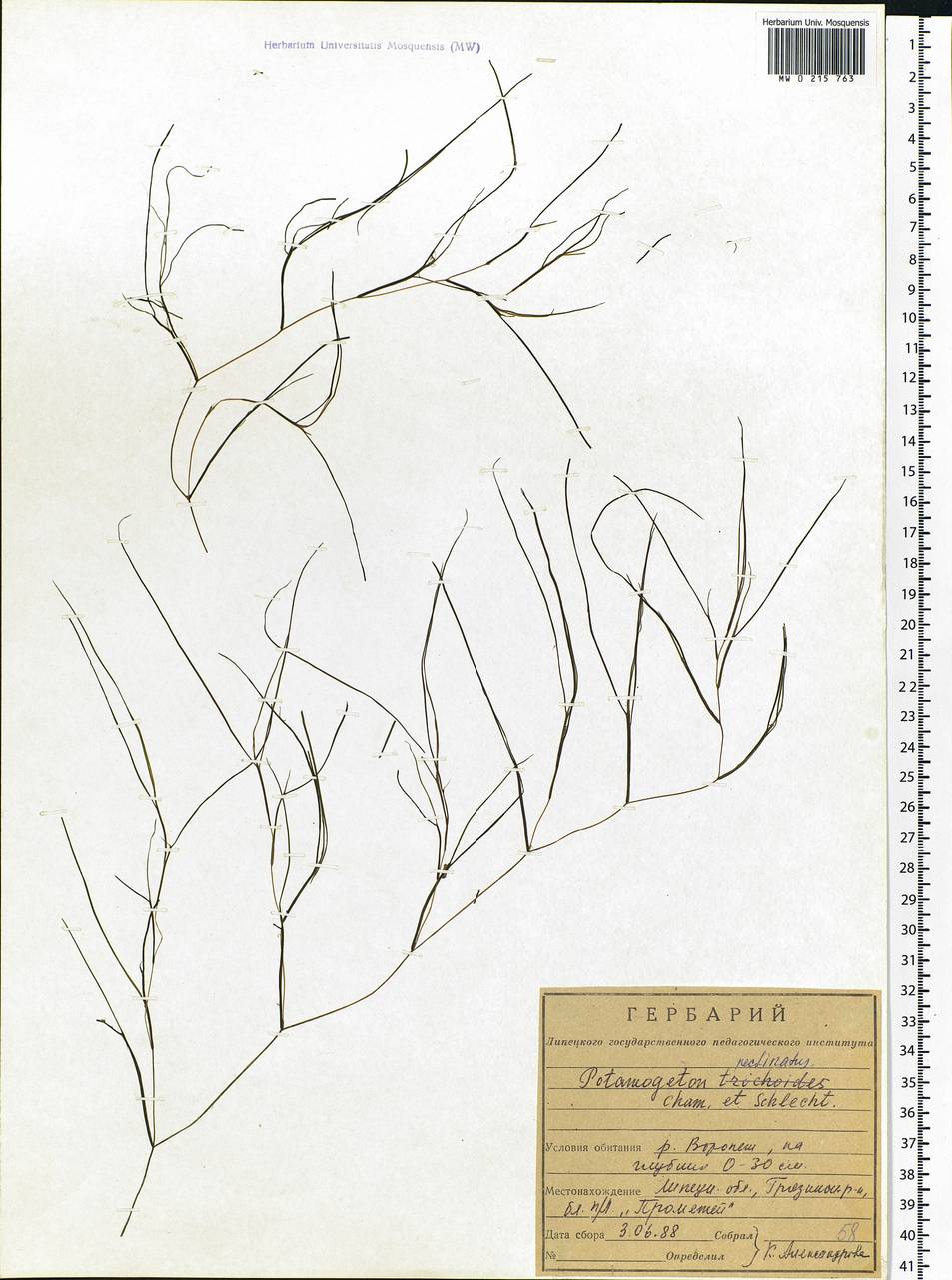 Stuckenia pectinata (L.) Börner, Eastern Europe, Central forest-and-steppe region (E6) (Russia)