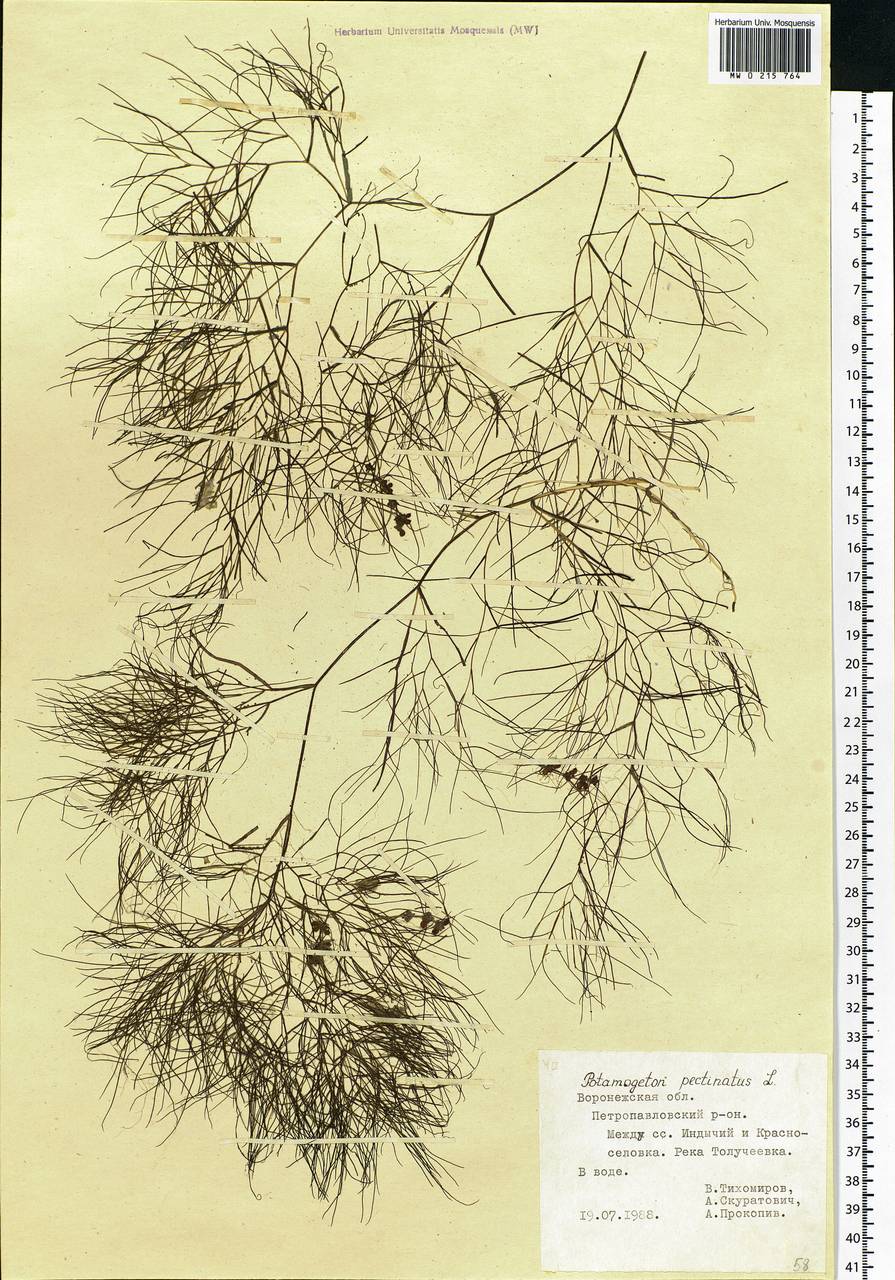 Stuckenia pectinata (L.) Börner, Eastern Europe, Central forest-and-steppe region (E6) (Russia)