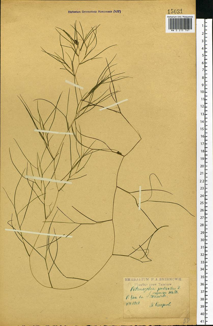 Stuckenia pectinata (L.) Börner, Eastern Europe, Central forest-and-steppe region (E6) (Russia)