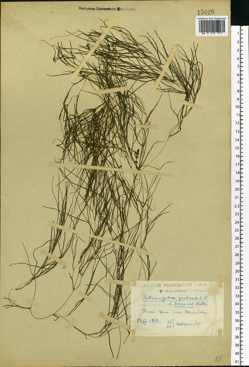Stuckenia pectinata (L.) Börner, Eastern Europe, Central forest-and-steppe region (E6) (Russia)