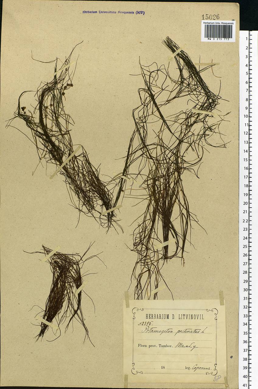 Stuckenia pectinata (L.) Börner, Eastern Europe, Central forest-and-steppe region (E6) (Russia)