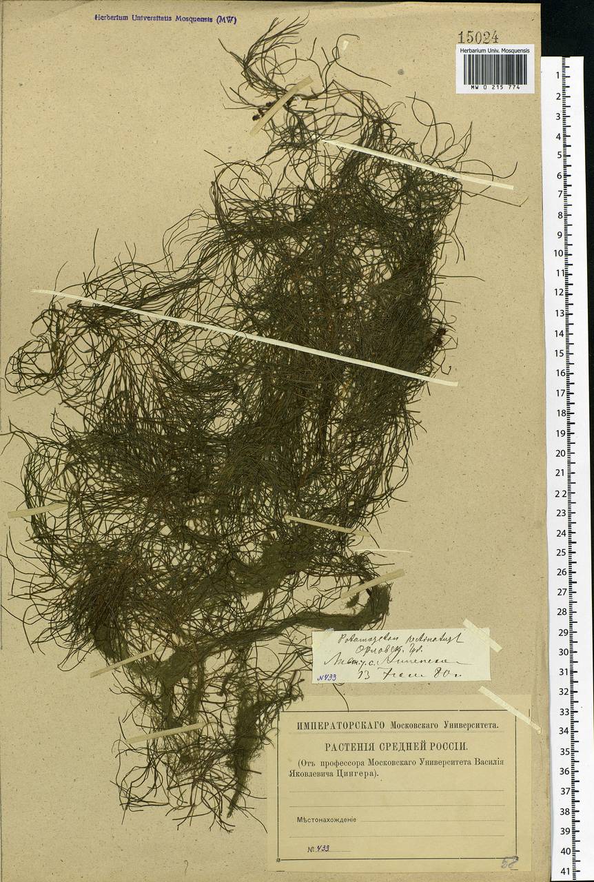 Stuckenia pectinata (L.) Börner, Eastern Europe, Central forest-and-steppe region (E6) (Russia)