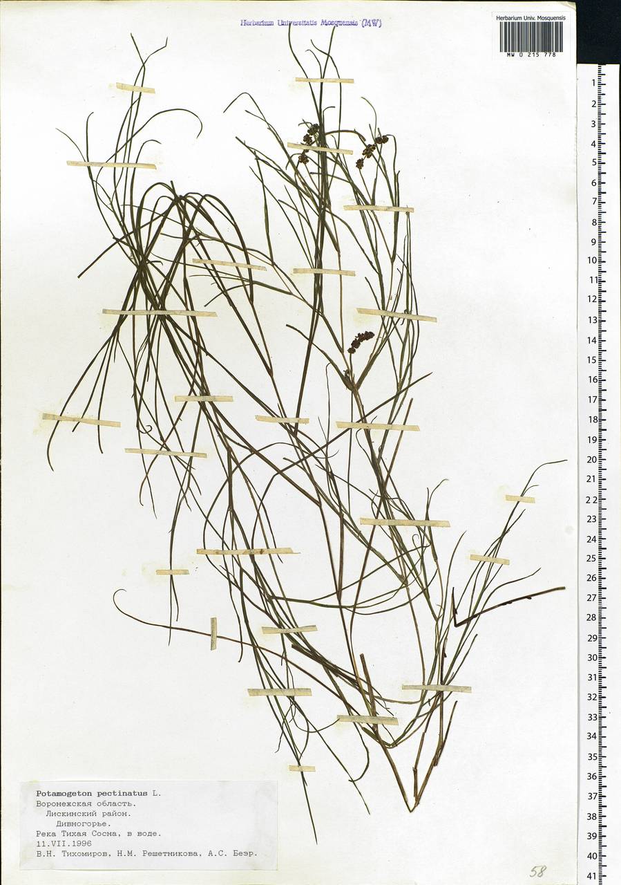 Stuckenia pectinata (L.) Börner, Eastern Europe, Central forest-and-steppe region (E6) (Russia)