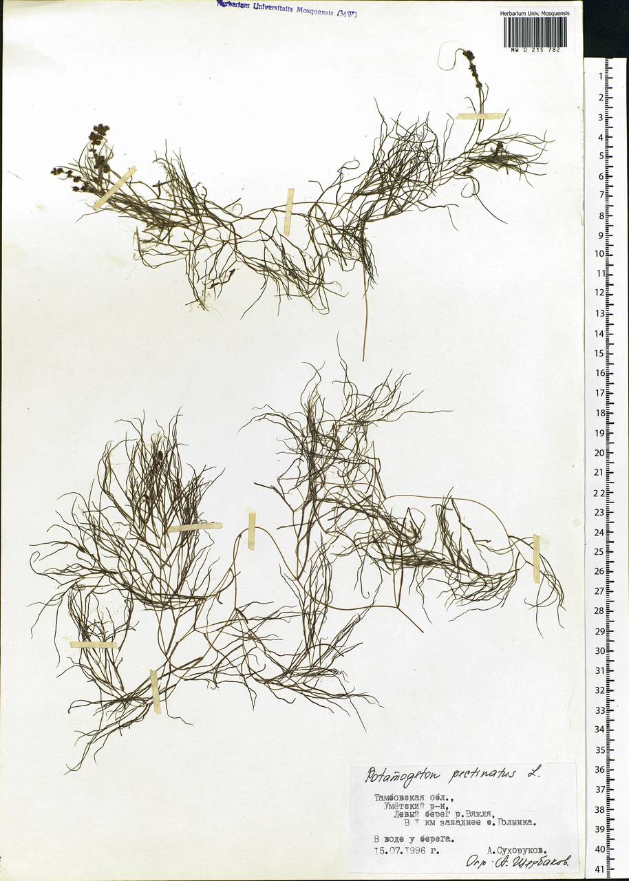 Stuckenia pectinata (L.) Börner, Eastern Europe, Central forest-and-steppe region (E6) (Russia)