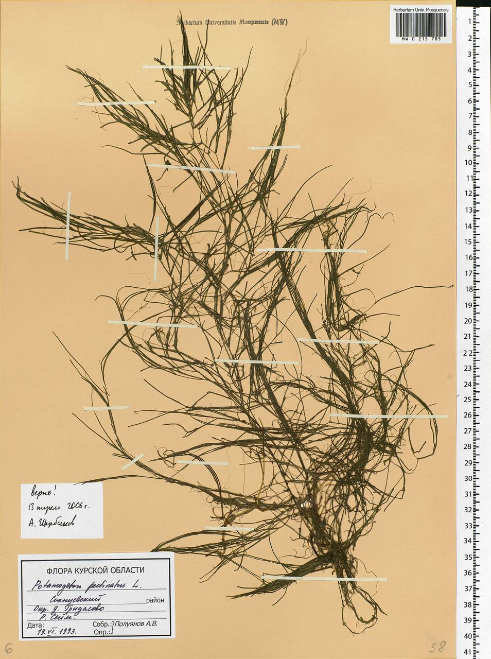 Stuckenia pectinata (L.) Börner, Eastern Europe, Central forest-and-steppe region (E6) (Russia)