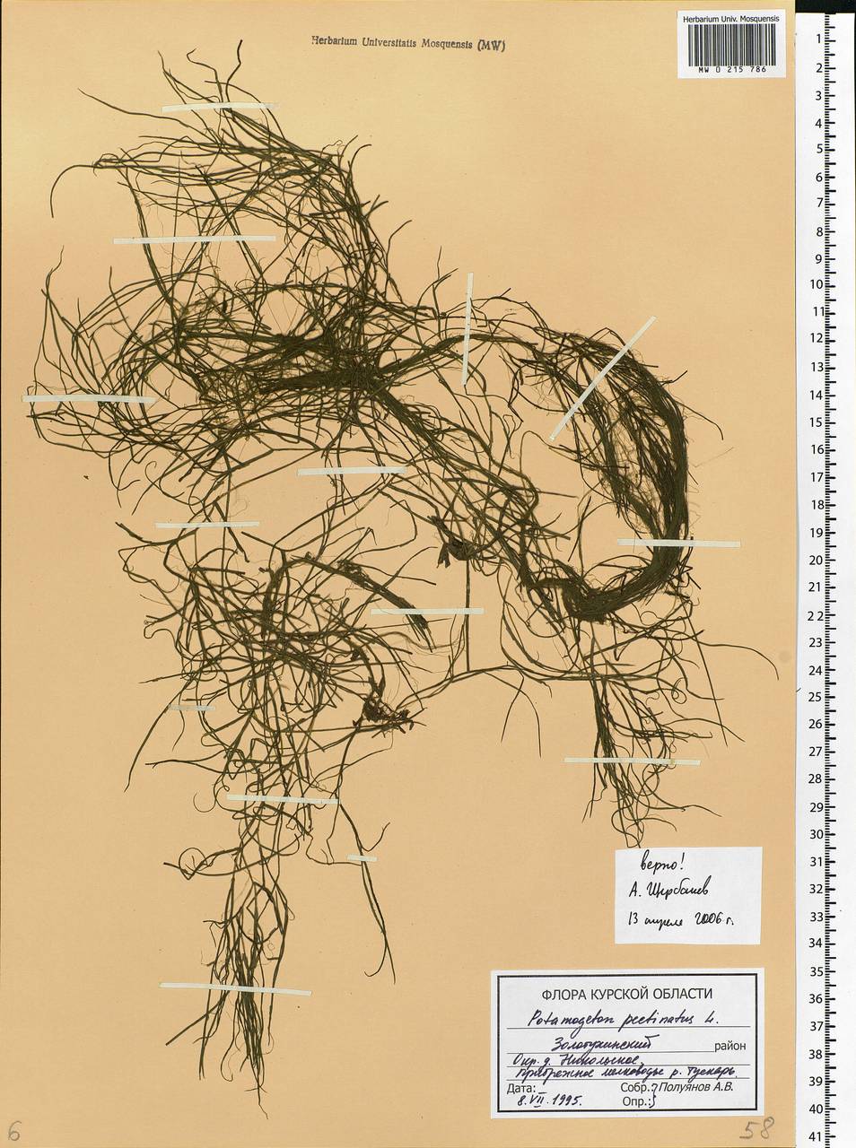 Stuckenia pectinata (L.) Börner, Eastern Europe, Central forest-and-steppe region (E6) (Russia)