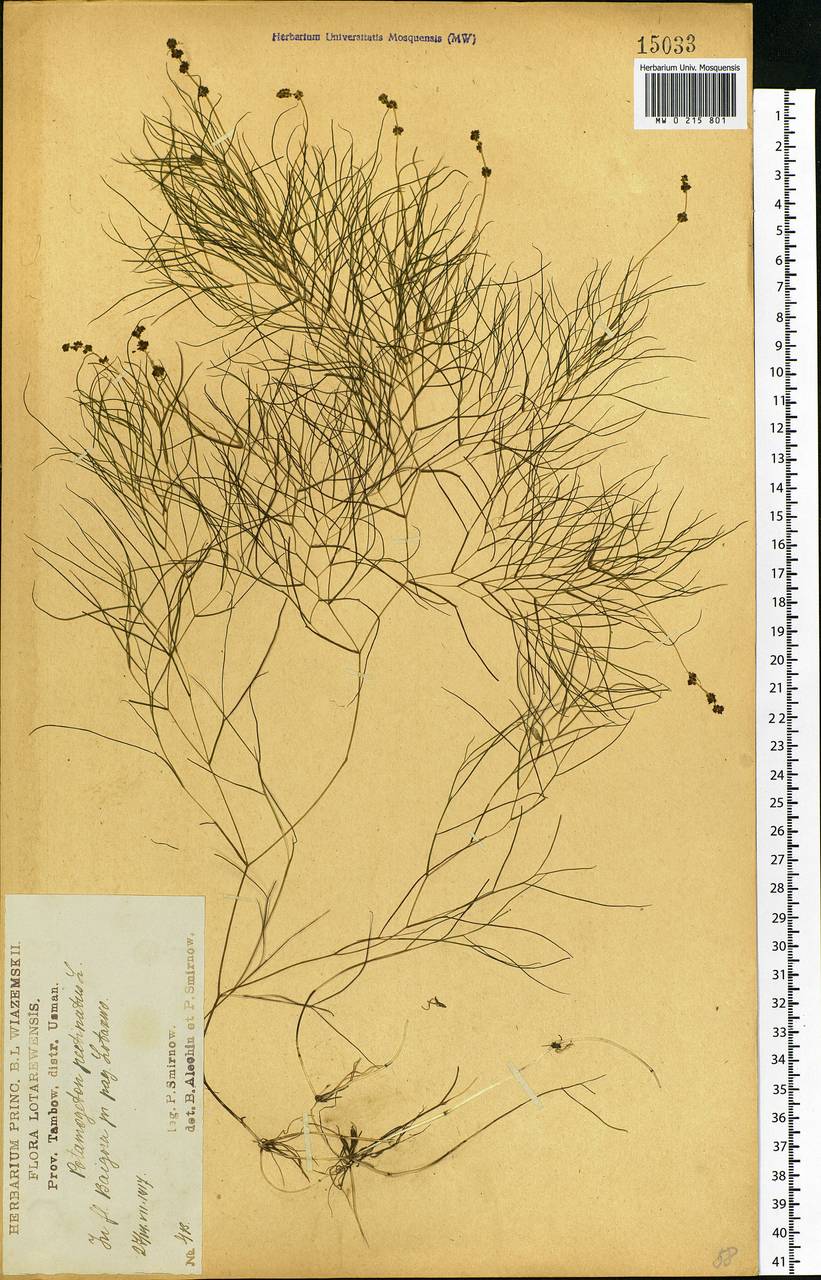 Stuckenia pectinata (L.) Börner, Eastern Europe, Central forest-and-steppe region (E6) (Russia)