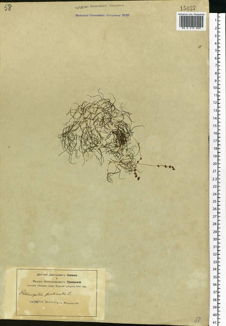 Stuckenia pectinata (L.) Börner, Eastern Europe, Central forest-and-steppe region (E6) (Russia)