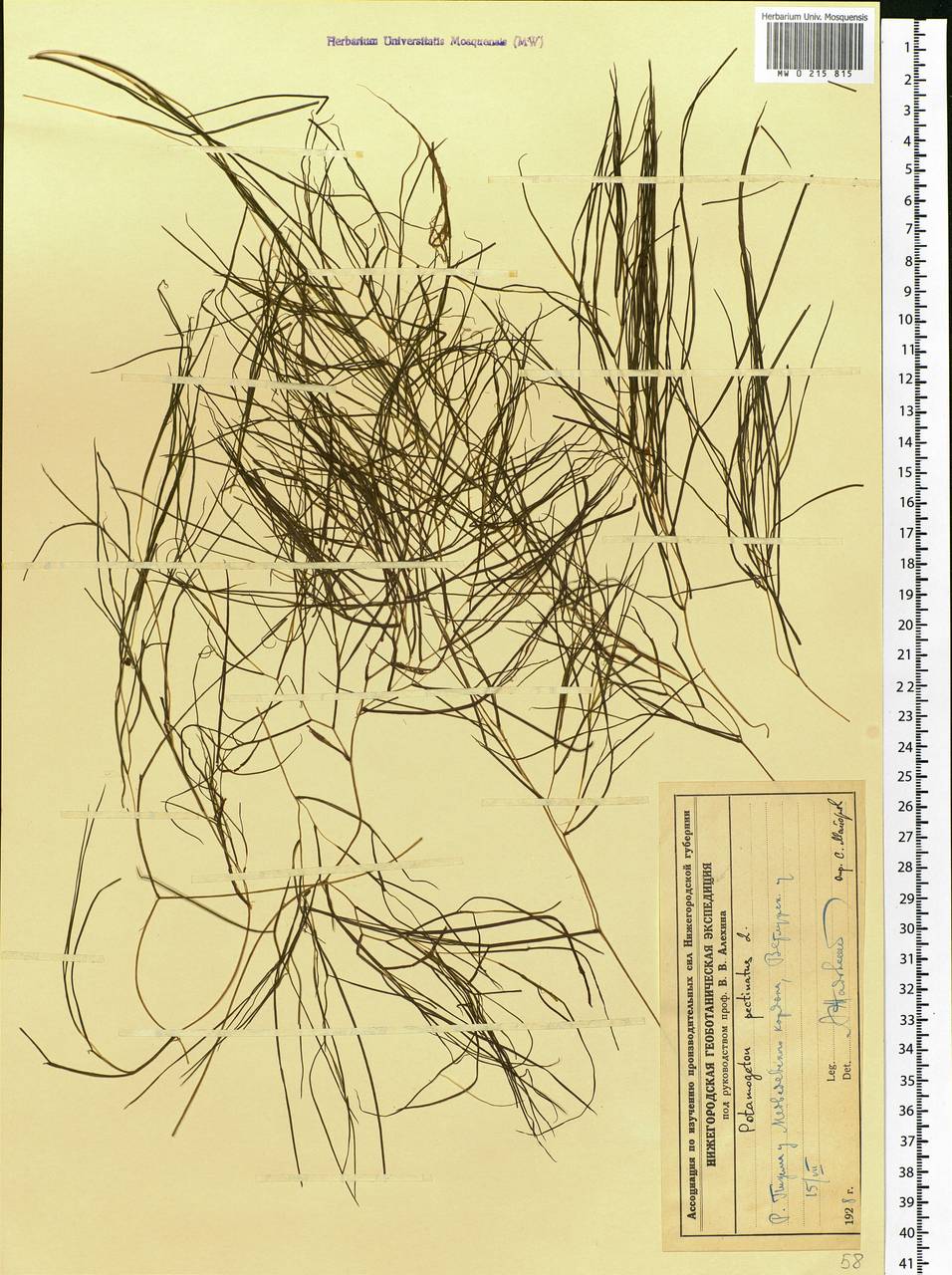 Stuckenia pectinata (L.) Börner, Eastern Europe, Volga-Kama region (E7) (Russia)