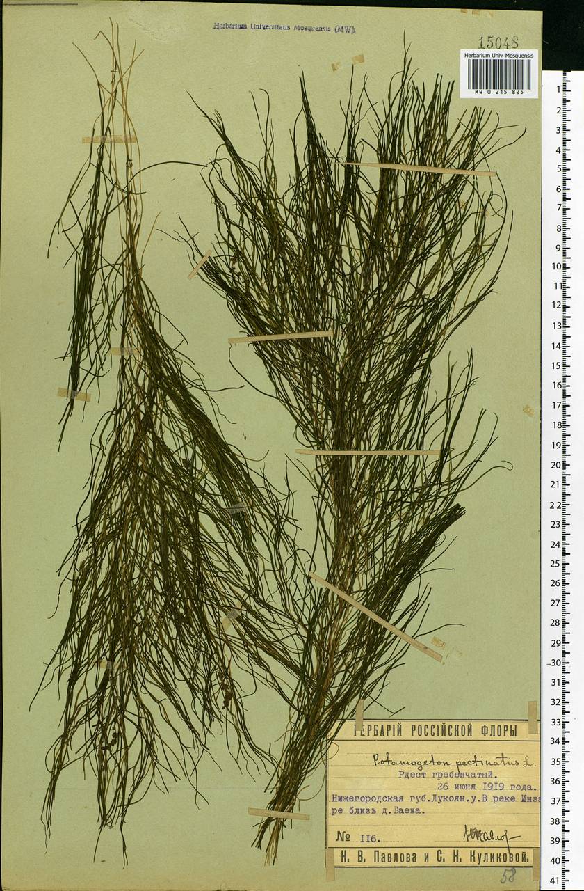 Stuckenia pectinata (L.) Börner, Eastern Europe, Middle Volga region (E8) (Russia)